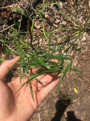 Geitonoplesium cymosum