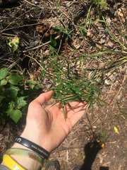 Geitonoplesium cymosum