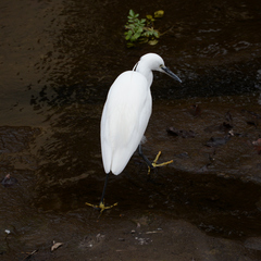 Egretta garzetta