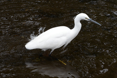 Egretta garzetta
