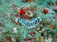 Pseudoceros imitatus