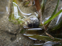 Micrelenchus huttonii