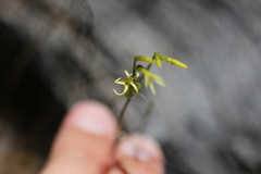 Tripterococcus brunonis