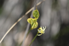 Tripterococcus brunonis