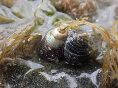 Micrelenchus huttonii