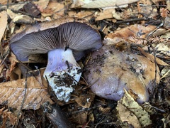 Cortinarius glaucopus