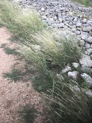 Dichanthium sericeum