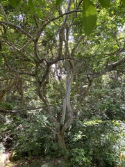 Pongamia pinnata image