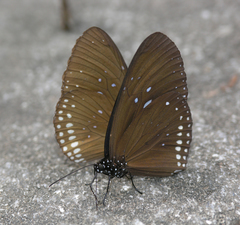 Euploea sylvester harrisii