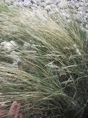 Dichanthium sericeum