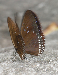 Euploea sylvester harrisii