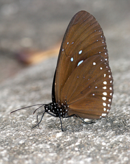 Euploea sylvester harrisii