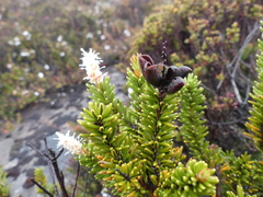 Orites revolutus