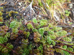Acaena montana