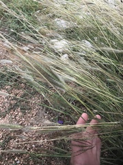 Dichanthium sericeum