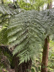 Cyathea australis