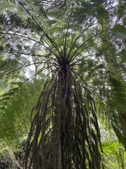 Cyathea australis