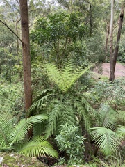 Cyathea australis