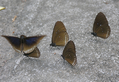 Euploea modesta modesta