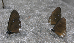 Euploea modesta modesta