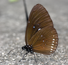Euploea modesta modesta
