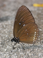 Euploea modesta modesta