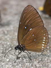 Euploea modesta modesta