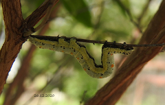Buzara latizona