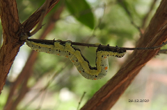 Buzara latizona