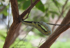 Buzara latizona