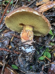 Suillus ponderosus