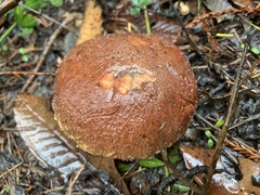 Suillus ponderosus