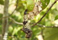 Periclystus circuiter