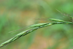 Elymus tsukushiensis