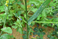 Elymus tsukushiensis