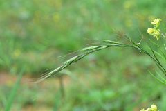 Elymus tsukushiensis