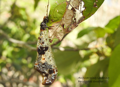 Periclystus circuiter