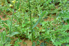 Elymus tsukushiensis