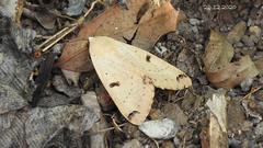 Ophiusa parcemacula
