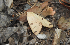 Ophiusa parcemacula