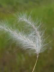 Andropogon eucomus