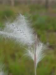 Andropogon eucomus