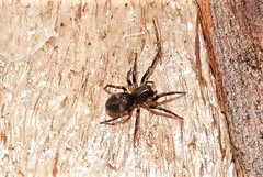 Desidae