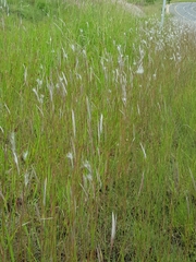 Andropogon eucomus