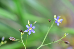 Dianella ensifolia
