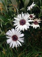 Macrolearia chathamica