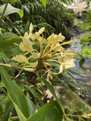 Hedychium