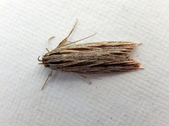 Leistarcha scitissimella