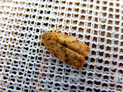Oligoloba severa