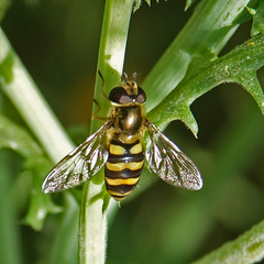 Eupeodes fumipennis